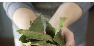 Moja baka uvijek stavlja lovorov list u so. Kada sam saznala zašto je to radila, bila sam iznenađena, jer nikad nisam vidjela ništa slično