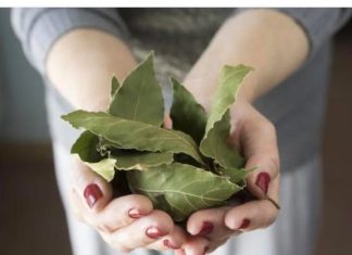 Moja baka uvijek stavlja lovorov list u so. Kada sam saznala zašto je to radila, bila sam iznenađena, jer nikad nisam vidjela ništa slično