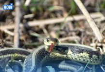 Ovo momentalno izbacite iz dvorišta: