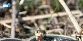 Ovo momentalno izbacite iz dvorišta: