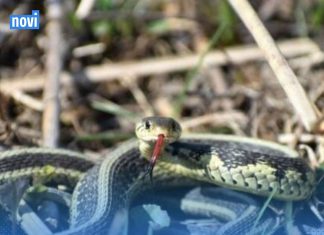 Ovo momentalno izbacite iz dvorišta: