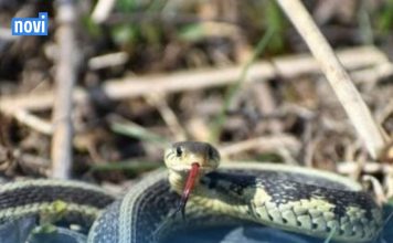 Ovo momentalno izbacite iz dvorišta: