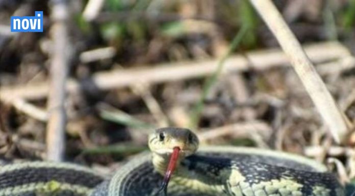 Ovo momentalno izbacite iz dvorišta: