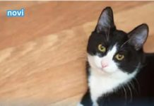 iJe li vam mačka donijela miša na kućni prag? Evo kakvu poruku prenosi.