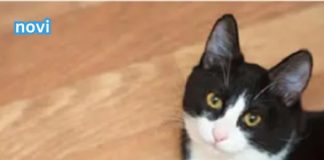 iJe li vam mačka donijela miša na kućni prag? Evo kakvu poruku prenosi.