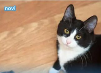 iJe li vam mačka donijela miša na kućni prag? Evo kakvu poruku prenosi.