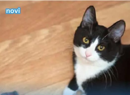 iJe li vam mačka donijela miša na kućni prag? Evo kakvu poruku prenosi.