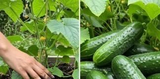 Tom su se metodom rajčice i krastavci udvostručili u veličini u 3 dana. Probajte sada!