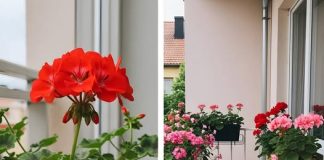 Evo kako napraviti geranij pun cvijeća: Zalijevajte ih ovako da uvijek bujno cvjetaju.