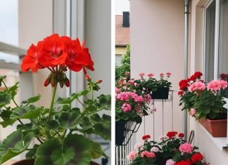 Evo kako napraviti geranij pun cvijeća: Zalijevajte ih ovako da uvijek bujno cvjetaju.