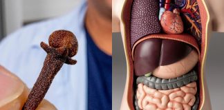 Vjerojatno ste čuli za klinčić, ali nikad niste znali za moć vode klinčića!