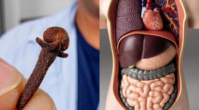 Vjerojatno ste čuli za klinčić, ali nikad niste znali za moć vode klinčića!