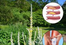 Ako naiđete na ovu biljku, pronašli ste zlato – Evo zašto je ona pravo blago!