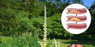 Ako naiđete na ovu biljku, pronašli ste zlato – Evo zašto je ona pravo blago!