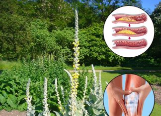 Ako naiđete na ovu biljku, pronašli ste zlato – Evo zašto je ona pravo blago!