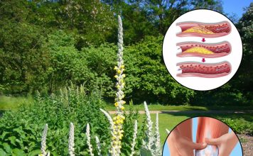 Ako naiđete na ovu biljku, pronašli ste zlato – Evo zašto je ona pravo blago!