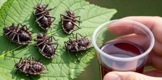 Smrdibube nestanu za 1 minutu! OVO je jače od tone otrova…