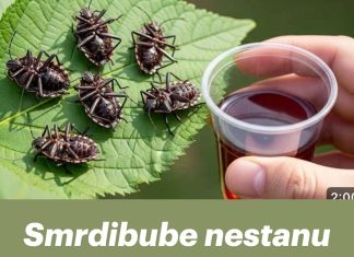 Smrdibube nestanu za 1 minutu! OVO je jače od tone otrova…