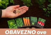 Ove biljke MORATE posaditi u kolovozu! Ovo nisi znao