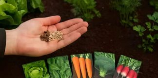 Ove biljke MORATE posaditi u kolovozu! Ovo nisi znao