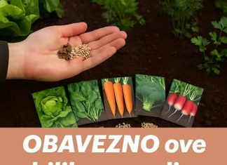 Ove biljke MORATE posaditi u kolovozu! Ovo nisi znao