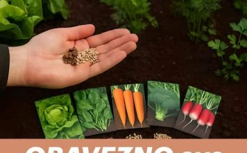 Ove biljke MORATE posaditi u kolovozu! Ovo nisi znao