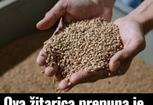 Ova žitarica prepuna je kolagena: Podmlađuje, jača kosti i čuva crijeva, jedite je što češće