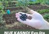 NIJE KASNO! Evo šta se sije i sadi u julu? Za berbu prije jeseni!