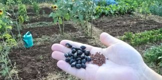 NIJE KASNO! Evo šta se sije i sadi u julu? Za berbu prije jeseni!