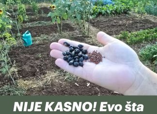 NIJE KASNO! Evo šta se sije i sadi u julu? Za berbu prije jeseni!
