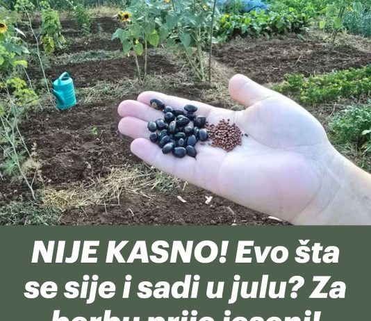 NIJE KASNO! Evo šta se sije i sadi u julu? Za berbu prije jeseni!