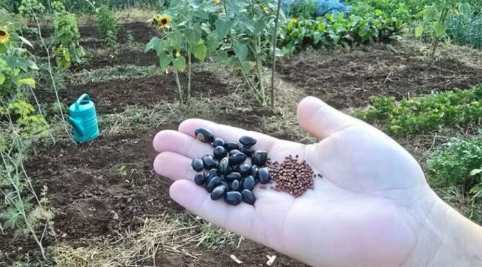 NIJE KASNO! Evo šta se sije i sadi u julu? Za berbu prije jeseni!