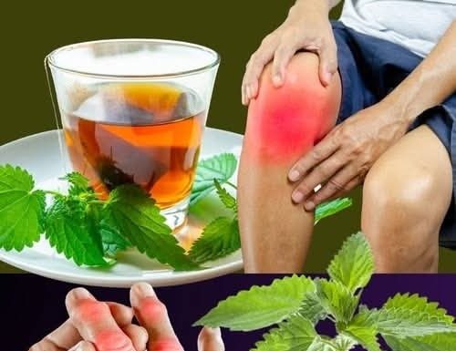 Čaj od koprive: prirodno rješenje za kontrolu mokraćne kiseline