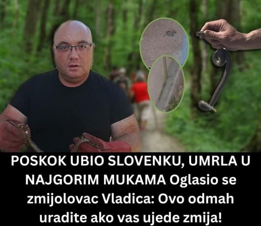 POSKOK UBIO SLOVENKU, UMRLA U NAJGORIM MUKAMA Oglasio se zmijolovac Vladica: Ovo odmah uradite ako vas ujede zmija!