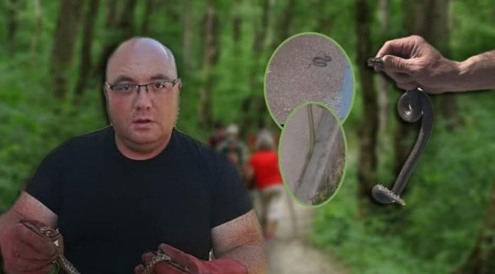 POSKOK UBIO SLOVENKU, UMRLA U NAJGORIM MUKAMA Oglasio se zmijolovac Vladica: Ovo odmah uradite ako vas ujede zmija!