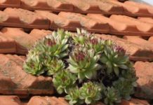 Ova biljka raste svuda, a njena mast čini čuda – Evo kako da napravite mast i lijek od čuvarkuće!