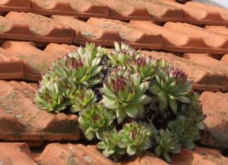 Ova biljka raste svuda, a njena mast čini čuda – Evo kako da napravite mast i lijek od čuvarkuće!