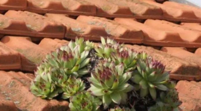 Ova biljka raste svuda, a njena mast čini čuda – Evo kako da napravite mast i lijek od čuvarkuće!