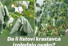 Da li listovi krastavca izgledaju ovako? Poduzmite hitnu akciju kako biste izbjegli gubitak cijelog uroda!
