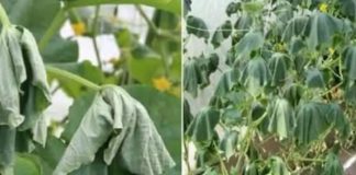 Da li listovi krastavca izgledaju ovako? Poduzmite hitnu akciju kako biste izbjegli gubitak cijelog uroda!