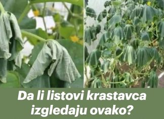 Da li listovi krastavca izgledaju ovako? Poduzmite hitnu akciju kako biste izbjegli gubitak cijelog uroda!