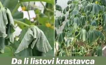Da li listovi krastavca izgledaju ovako? Poduzmite hitnu akciju kako biste izbjegli gubitak cijelog uroda!