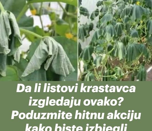 Da li listovi krastavca izgledaju ovako? Poduzmite hitnu akciju kako biste izbjegli gubitak cijelog uroda!