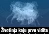 Prva životinja koju vidite na slici otkrit će vaš karakter golim okom: Jeste li spremni?