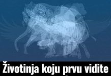 Prva životinja koju vidite na slici otkrit će vaš karakter golim okom: Jeste li spremni?