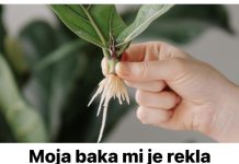 Moja baka mi je rekla tajnu ukorjenjivanja bilo koje biljke: NE MOŽE BITI JEDNOSTAVNIJE!