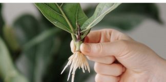 Moja baka mi je rekla tajnu ukorjenjivanja bilo koje biljke: NE MOŽE BITI JEDNOSTAVNIJE!