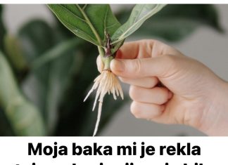 Moja baka mi je rekla tajnu ukorjenjivanja bilo koje biljke: NE MOŽE BITI JEDNOSTAVNIJE!
