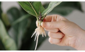 Moja baka mi je rekla tajnu ukorjenjivanja bilo koje biljke: NE MOŽE BITI JEDNOSTAVNIJE!