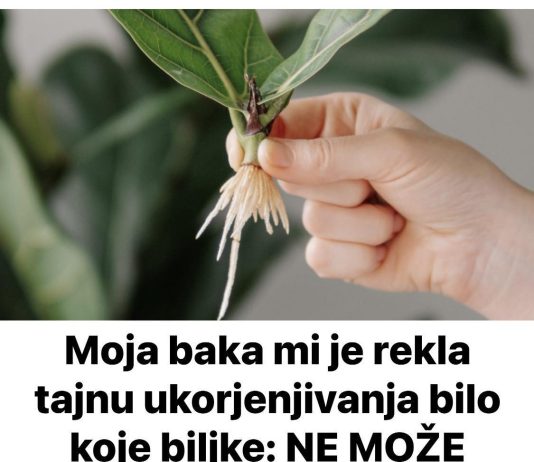 Moja baka mi je rekla tajnu ukorjenjivanja bilo koje biljke: NE MOŽE BITI JEDNOSTAVNIJE!